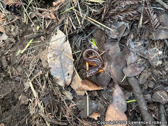 Yellow-eyed Ensatina (Ensatina eschscholtzii xanthoptica)