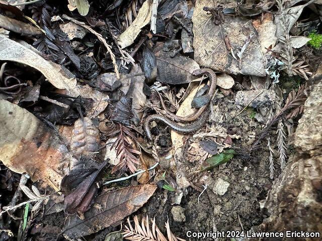 California Slender Salamander (Batrachoseps attenuatus)