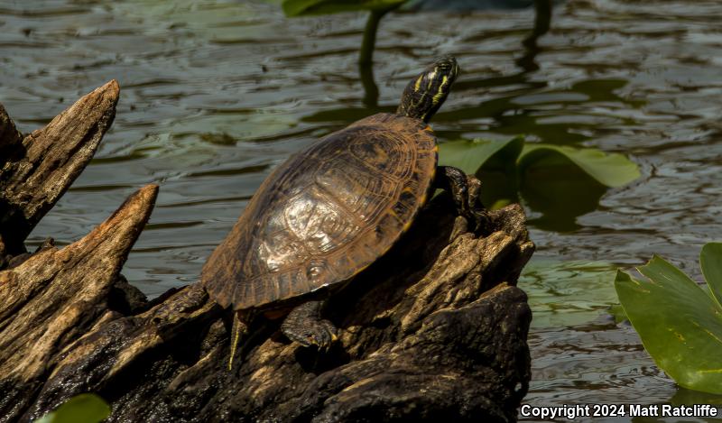 Eastern River Cooter (Pseudemys concinna concinna)