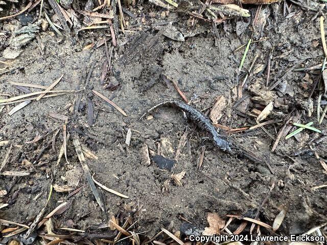 Arboreal Salamander (Aneides lugubris)