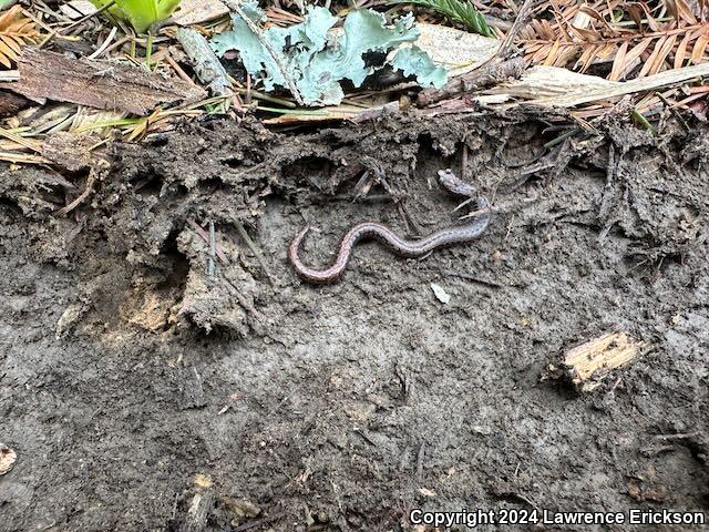 California Slender Salamander (Batrachoseps attenuatus)