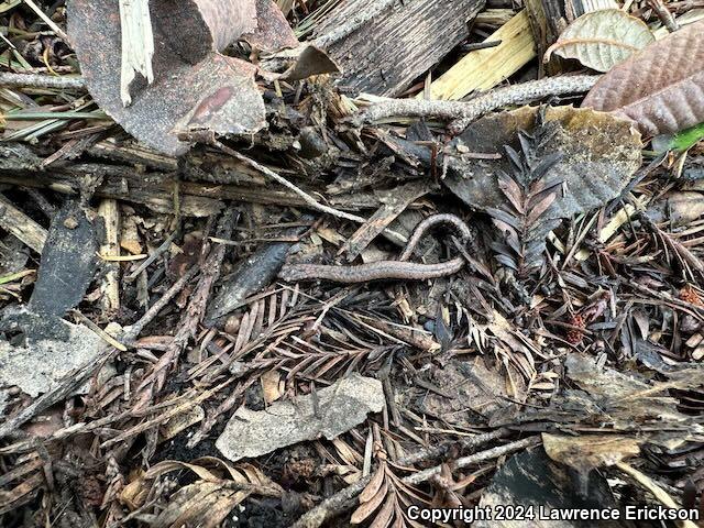 California Slender Salamander (Batrachoseps attenuatus)