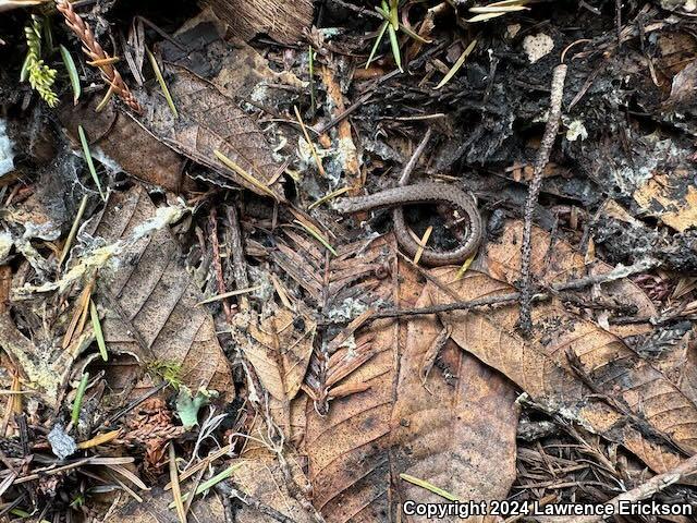 California Slender Salamander (Batrachoseps attenuatus)