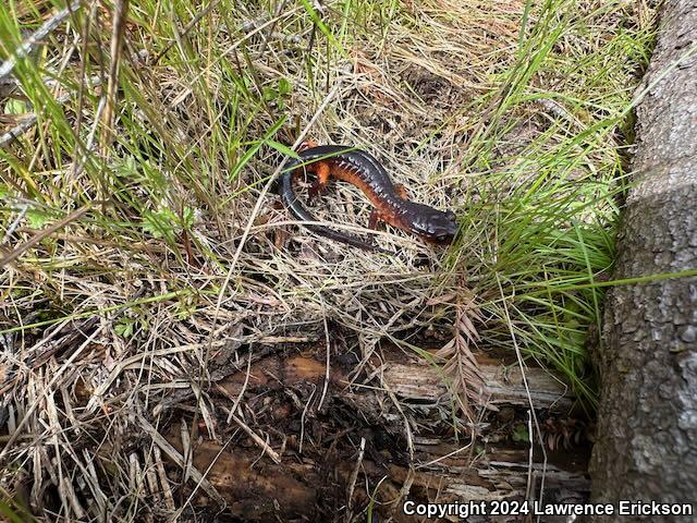 Yellow-eyed Ensatina (Ensatina eschscholtzii xanthoptica)