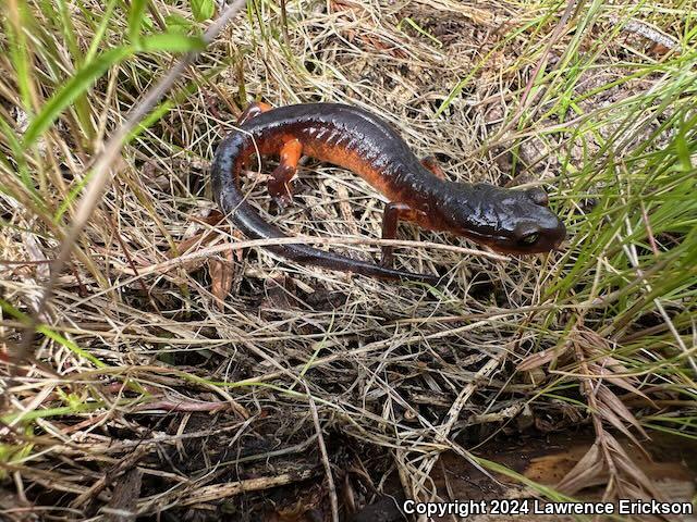 Yellow-eyed Ensatina (Ensatina eschscholtzii xanthoptica)