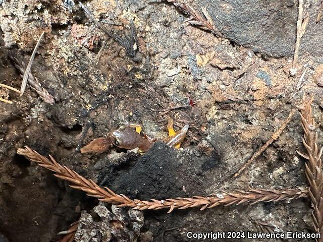 Yellow-eyed Ensatina (Ensatina eschscholtzii xanthoptica)