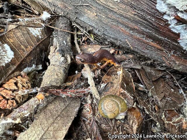 Yellow-eyed Ensatina (Ensatina eschscholtzii xanthoptica)