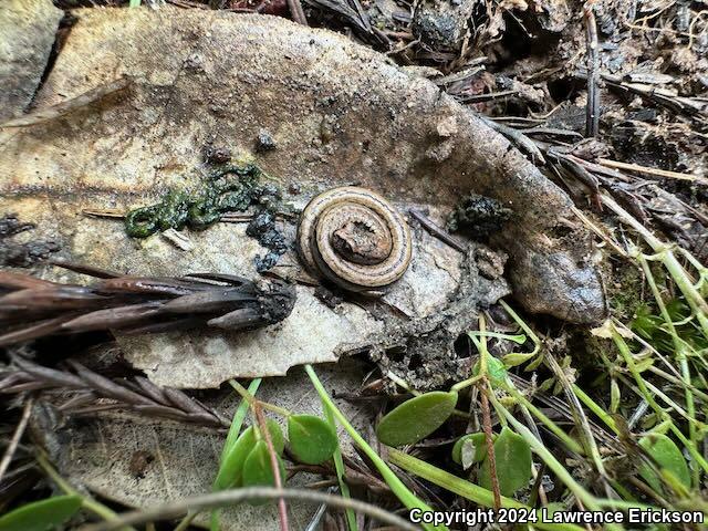 California Slender Salamander (Batrachoseps attenuatus)