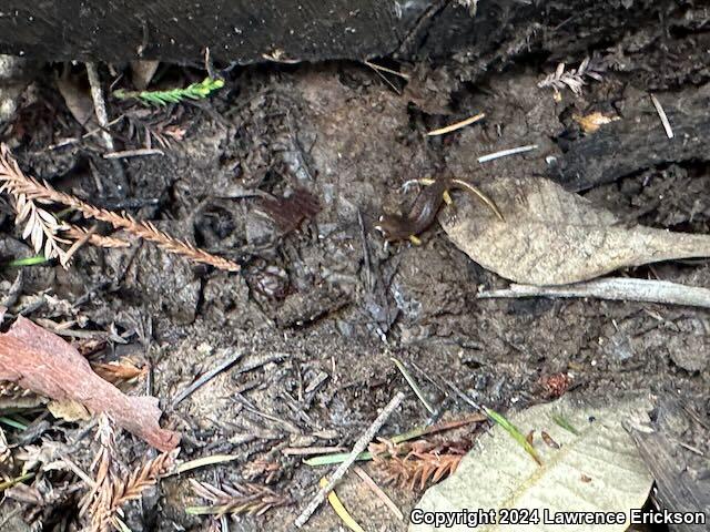 Yellow-eyed Ensatina (Ensatina eschscholtzii xanthoptica)