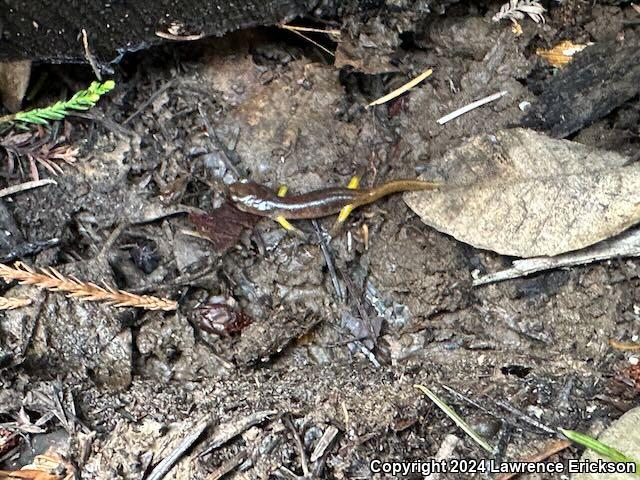 Yellow-eyed Ensatina (Ensatina eschscholtzii xanthoptica)