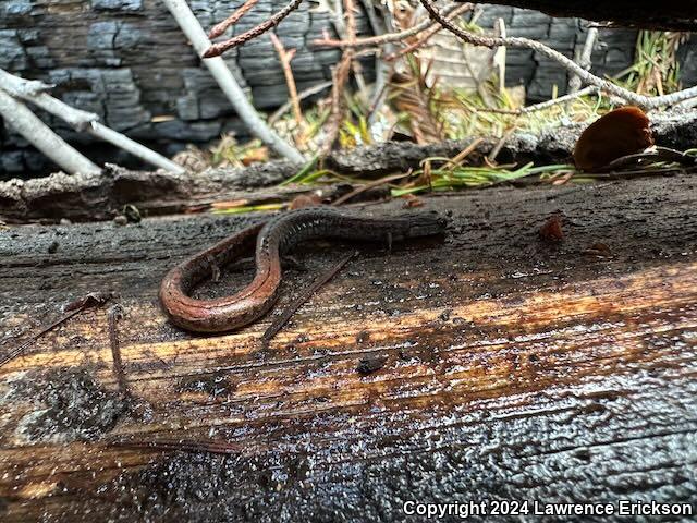 California Slender Salamander (Batrachoseps attenuatus)