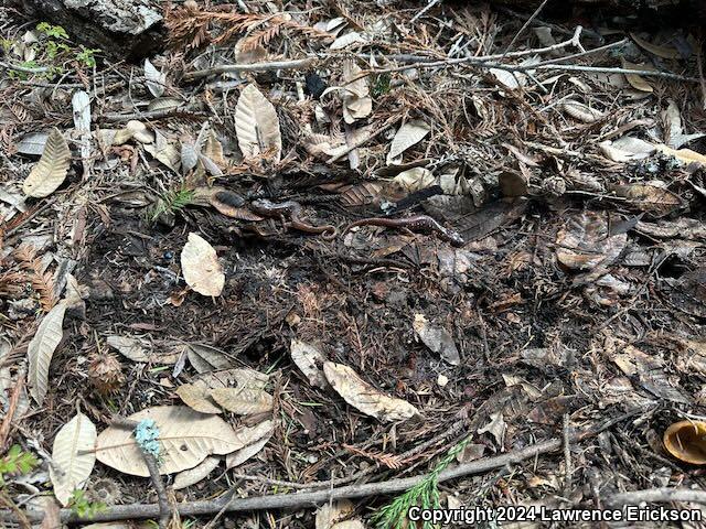 Arboreal Salamander (Aneides lugubris)