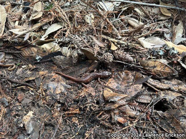 Arboreal Salamander (Aneides lugubris)