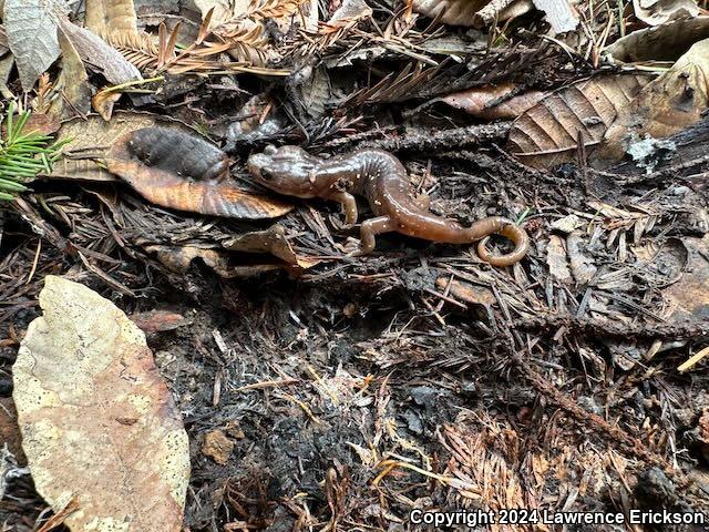 Arboreal Salamander (Aneides lugubris)