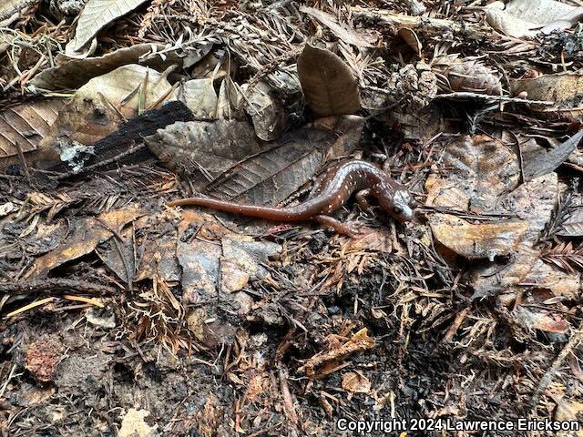 Arboreal Salamander (Aneides lugubris)