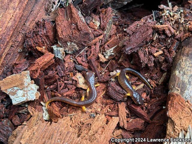 Yellow-eyed Ensatina (Ensatina eschscholtzii xanthoptica)