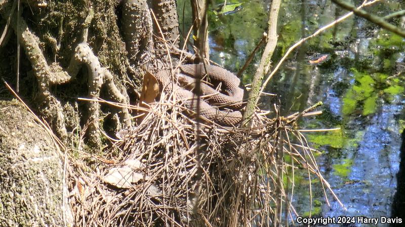 Red-bellied Watersnake (Nerodia erythrogaster erythrogaster)