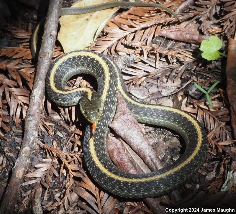 Santa Cruz Gartersnake (Thamnophis atratus atratus)