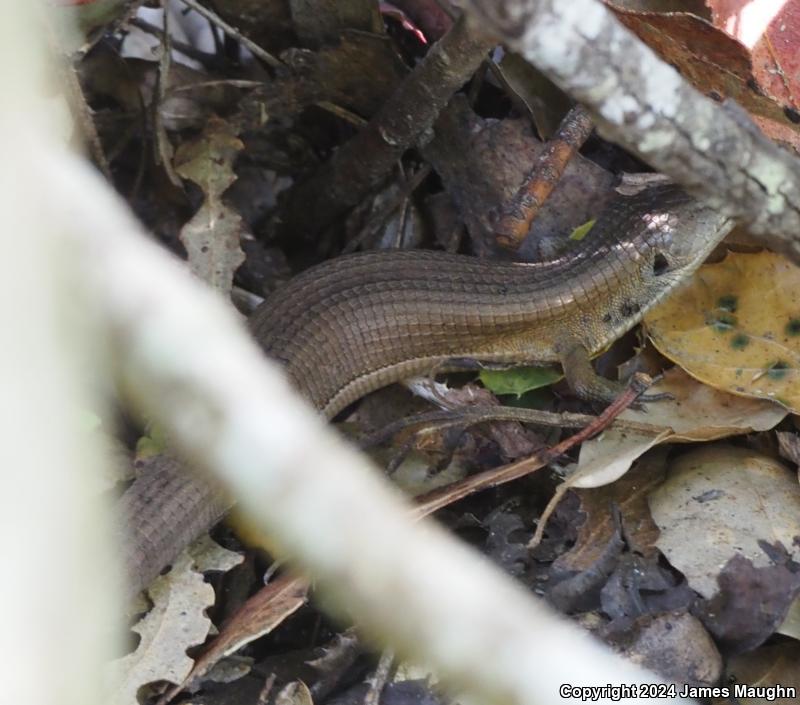 San Francisco Alligator Lizard (Elgaria coerulea coerulea)