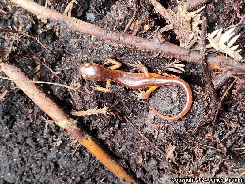 Yellow-eyed Ensatina (Ensatina eschscholtzii xanthoptica)