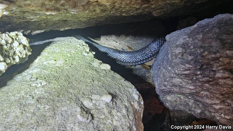 Black Ratsnake (Pantherophis obsoletus obsoletus)