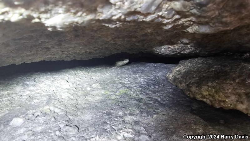 Black Ratsnake (Pantherophis obsoletus obsoletus)