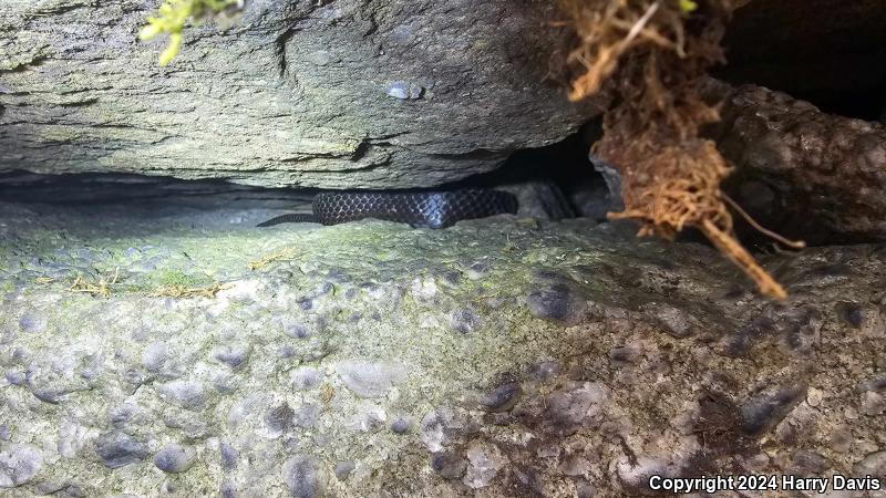 Black Ratsnake (Pantherophis obsoletus obsoletus)