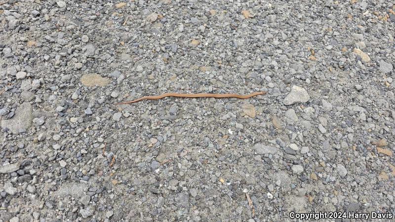 Northern Red-bellied Snake (Storeria occipitomaculata occipitomaculata)