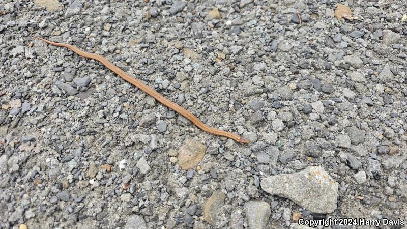 Northern Red-bellied Snake (Storeria occipitomaculata occipitomaculata)