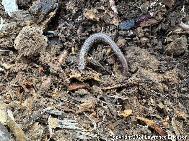 California Slender Salamander (Batrachoseps attenuatus)