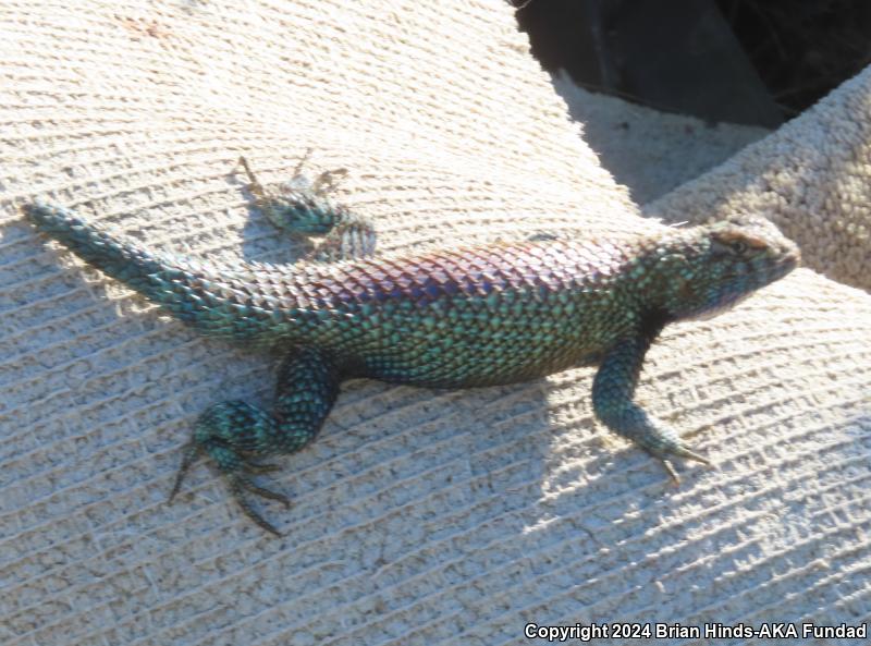 Granite Spiny Lizard (Sceloporus orcutti)