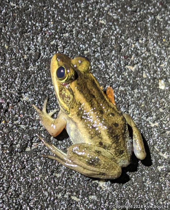 Carpenter Frog (Lithobates virgatipes)