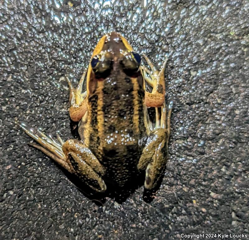 Carpenter Frog (Lithobates virgatipes)