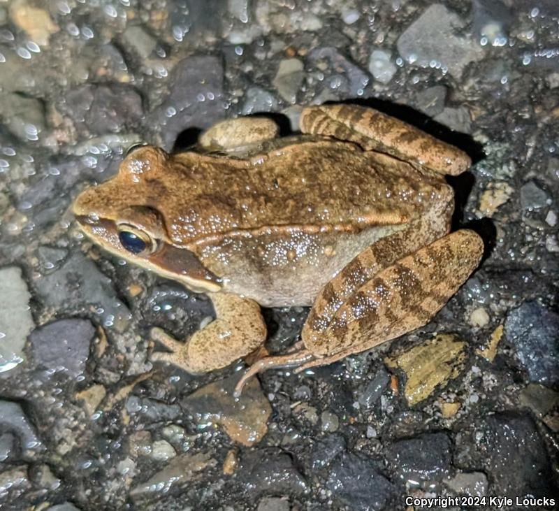 Wood Frog (Lithobates sylvaticus)