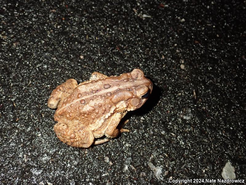 American Toad (Anaxyrus americanus)