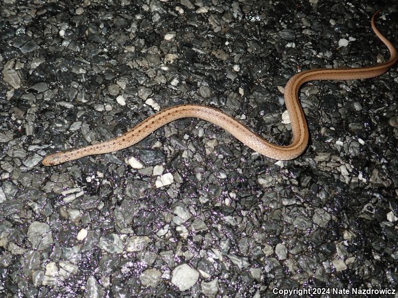 Northern Brownsnake (Storeria dekayi dekayi)