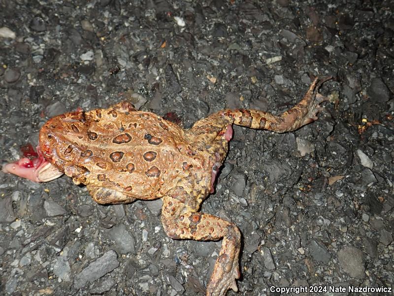 American Toad (Anaxyrus americanus)