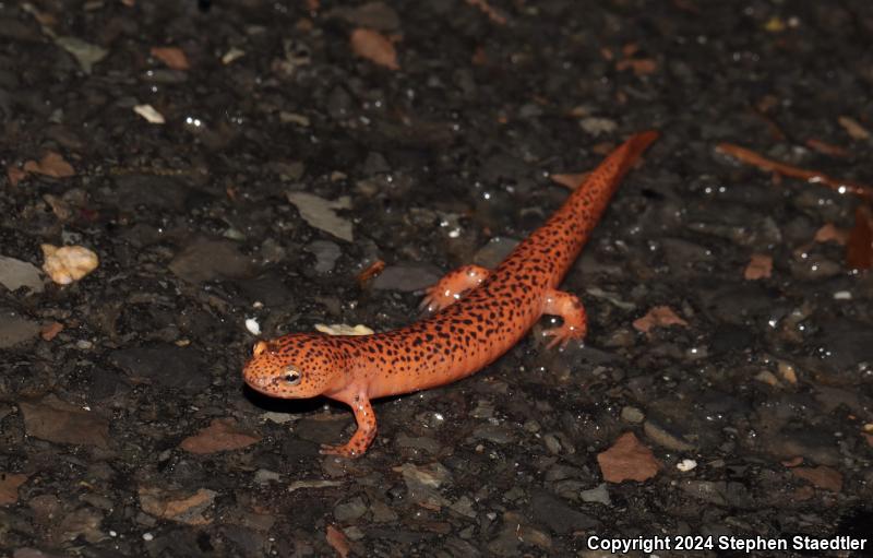 Northern Red Salamander (Pseudotriton ruber ruber)