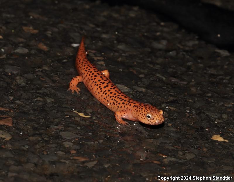 Northern Red Salamander (Pseudotriton ruber ruber)