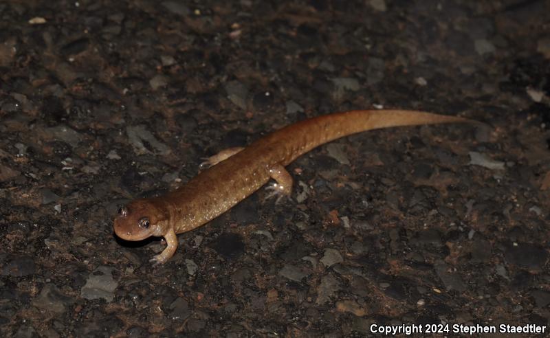 Northern Dusky Salamander (Desmognathus fuscus)