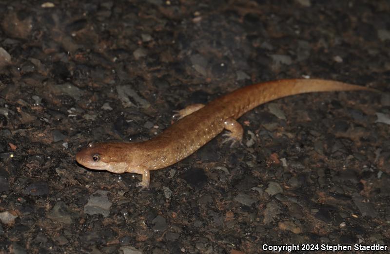 Northern Dusky Salamander (Desmognathus fuscus)