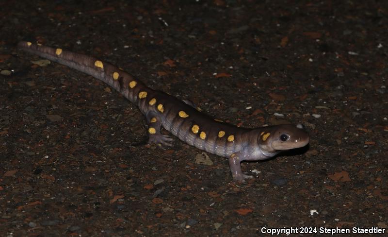 Spotted Salamander (Ambystoma maculatum)