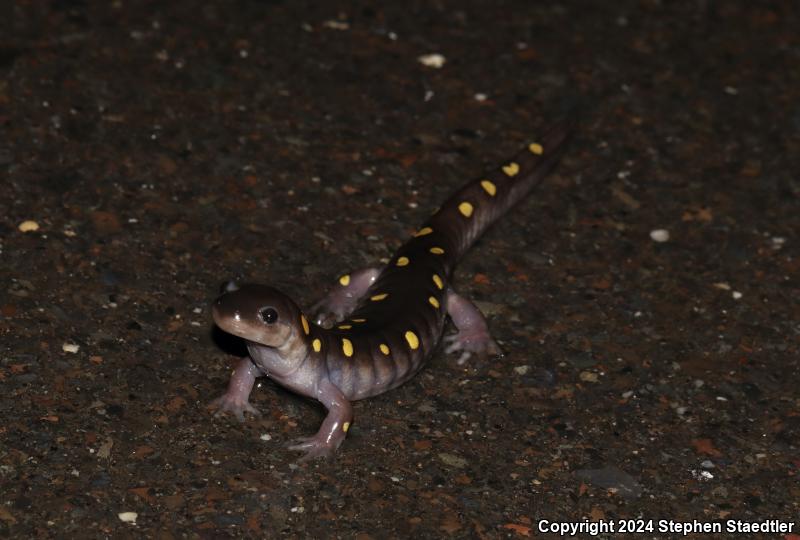 Spotted Salamander (Ambystoma maculatum)