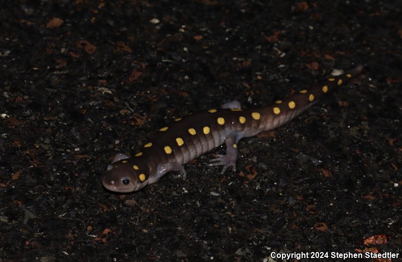 Spotted Salamander (Ambystoma maculatum)