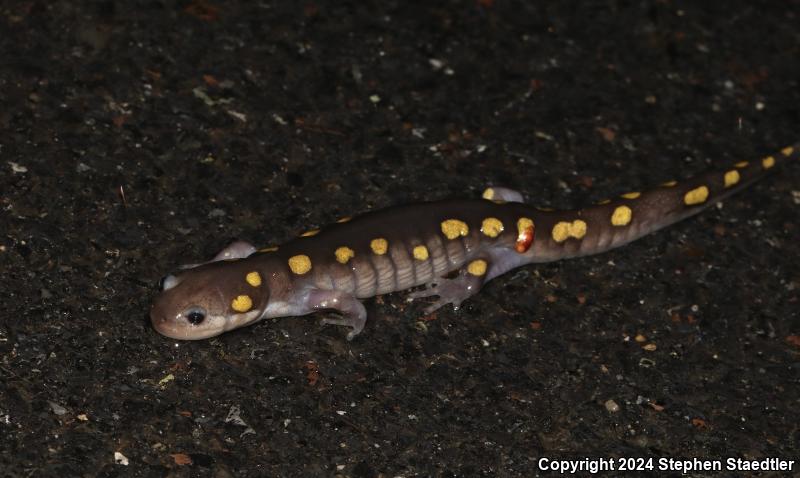 Spotted Salamander (Ambystoma maculatum)