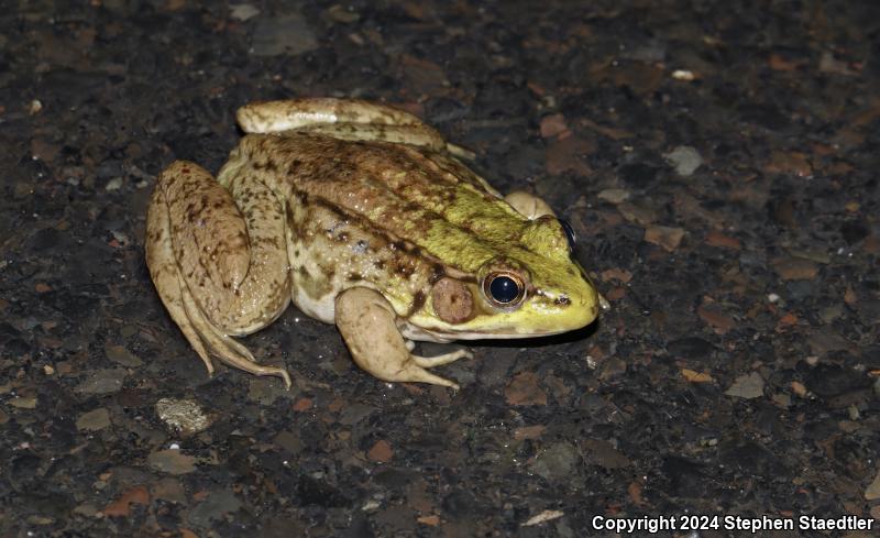 Northern Green Frog (Lithobates clamitans melanota)