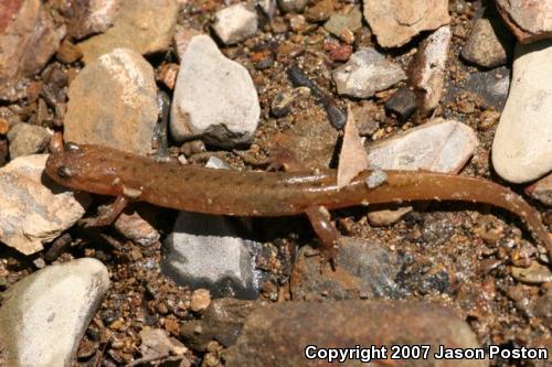 Northern Dusky Salamander (Desmognathus fuscus)