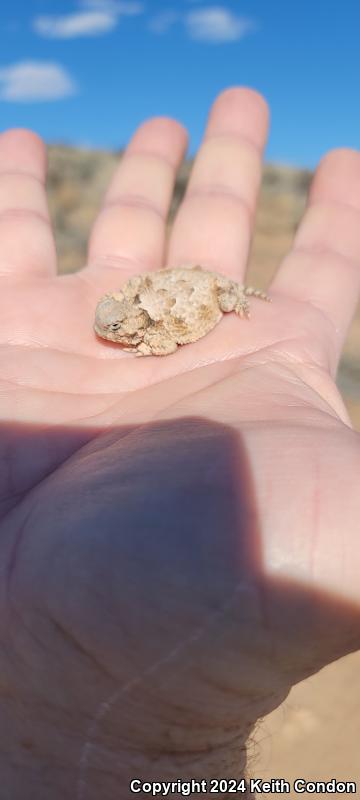 Desert Horned Lizard (Phrynosoma platyrhinos)