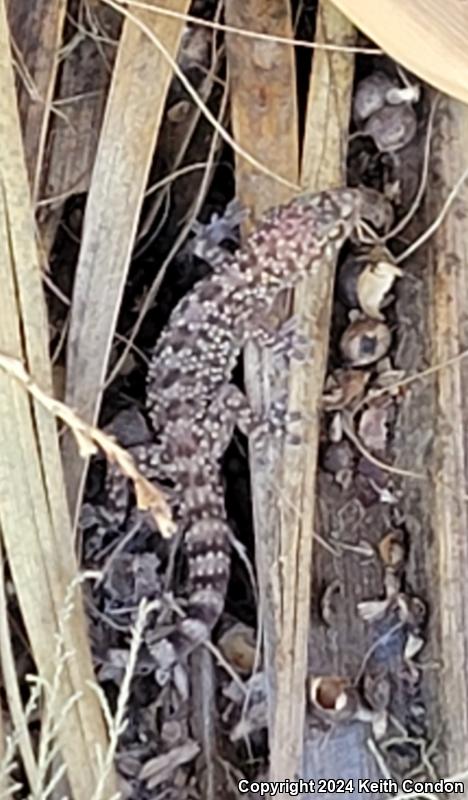 Turkish House Gecko (Hemidactylus turcicus turcicus)