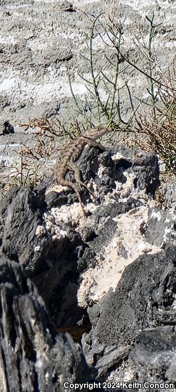 Purple-backed Spiny Lizard (Sceloporus magister magister)